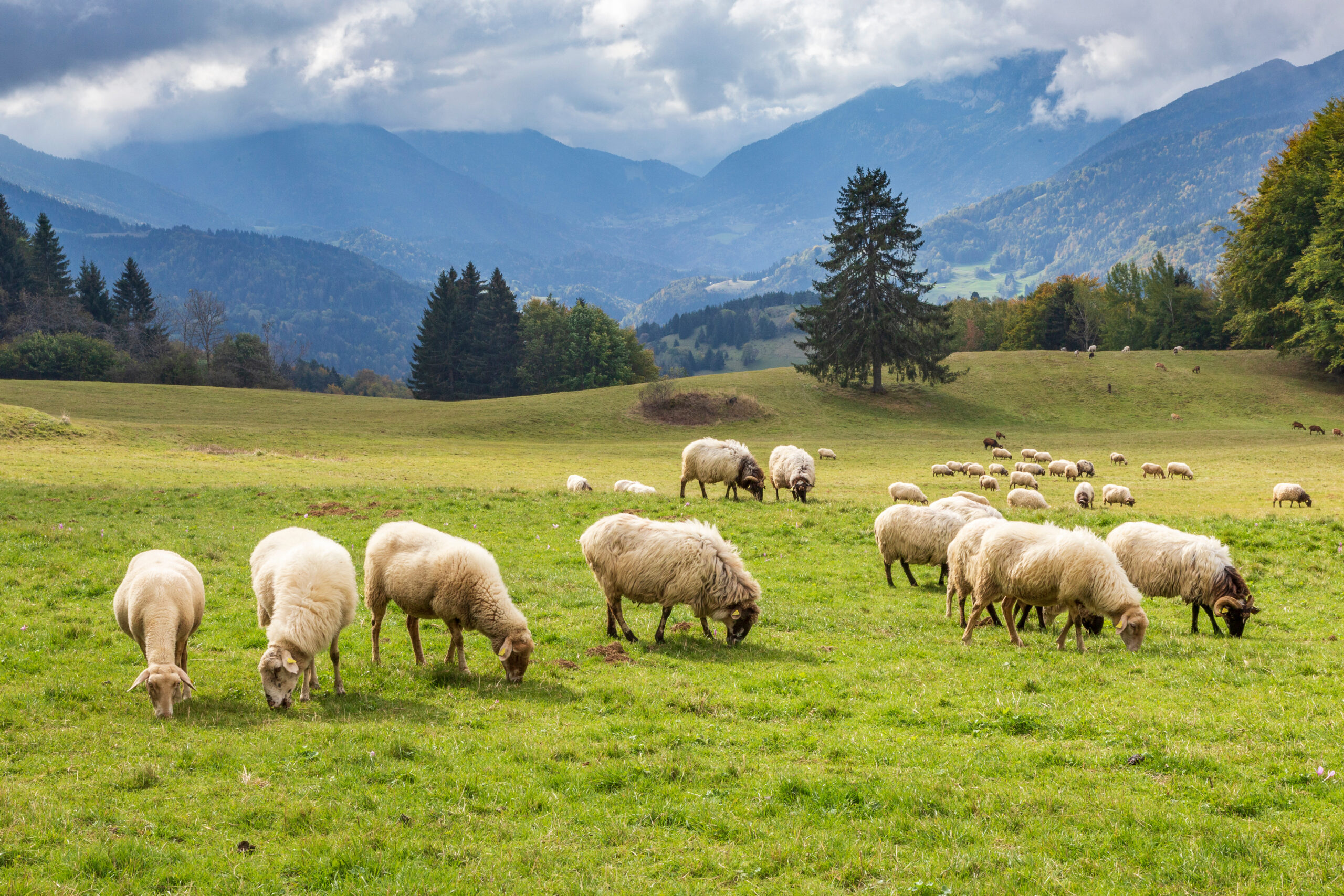 The Journey of Quality: From Global Farms to Canadian Tables