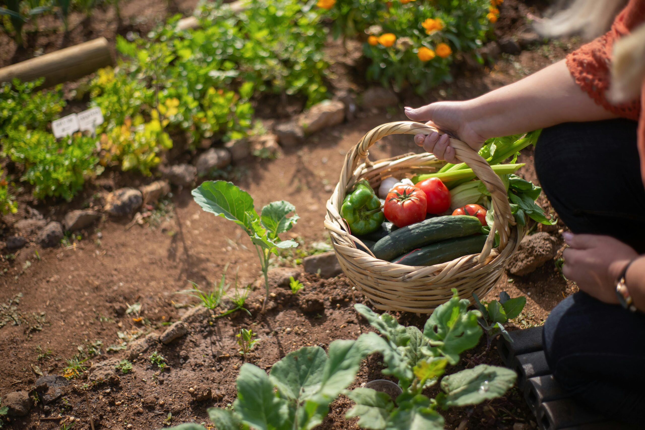 Natural and Organic Products: Trusted Quality for a Healthier Future