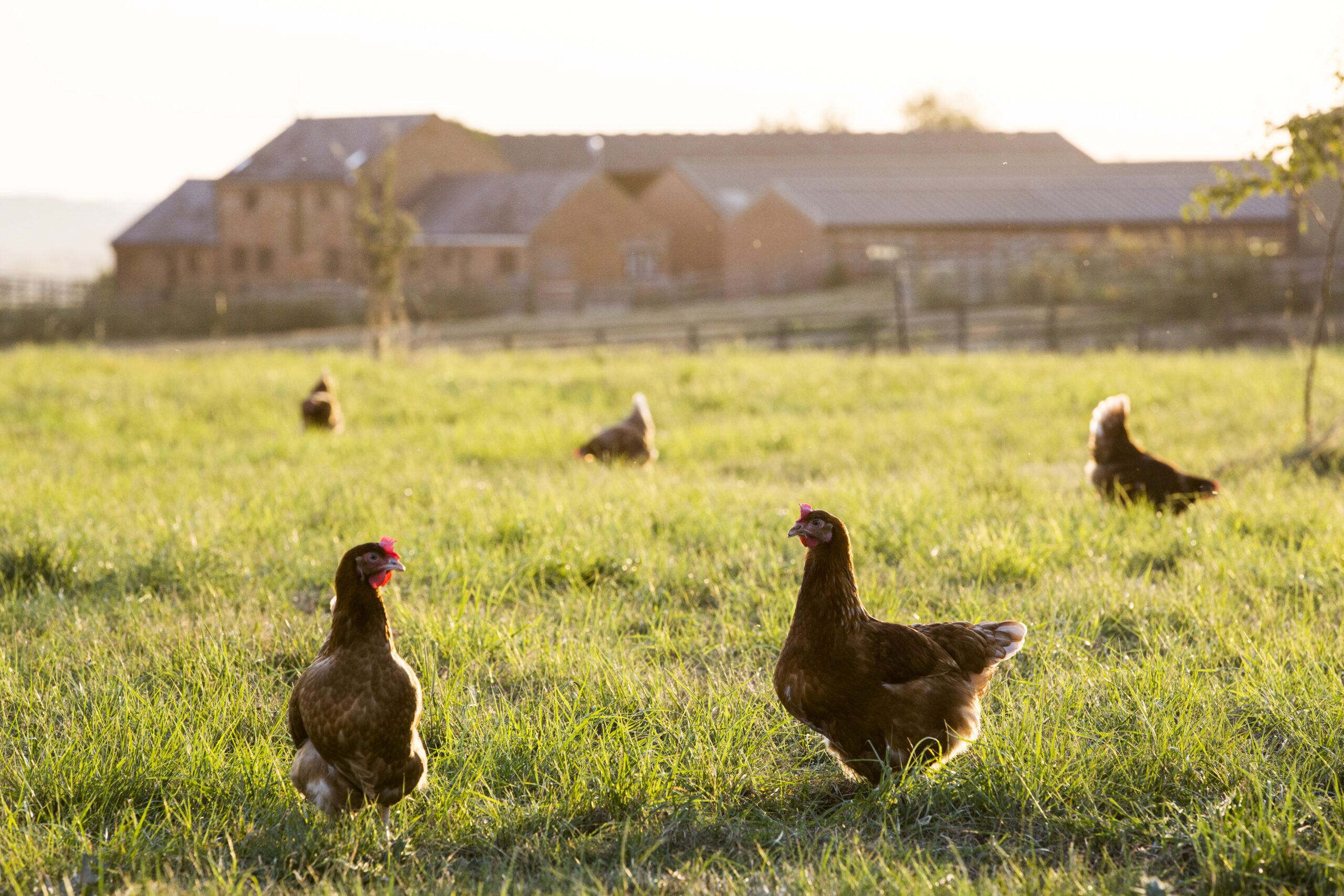 Farm,United Kingdom,Free range chickens outdoors in early morning light on an organic farm.