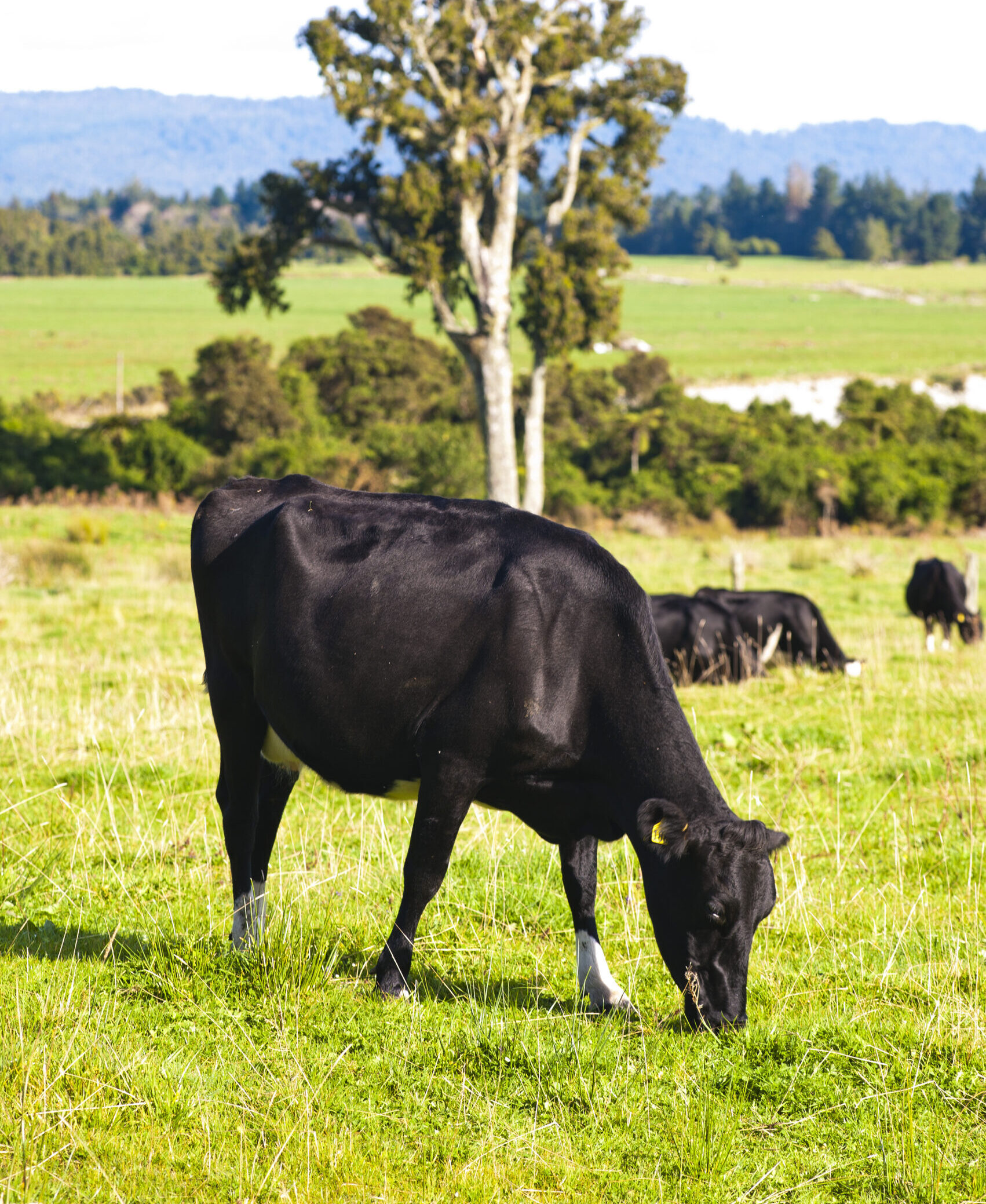 New Zealand cows in a rural field in the countryside on a dairy farm, one of the biggest contributor