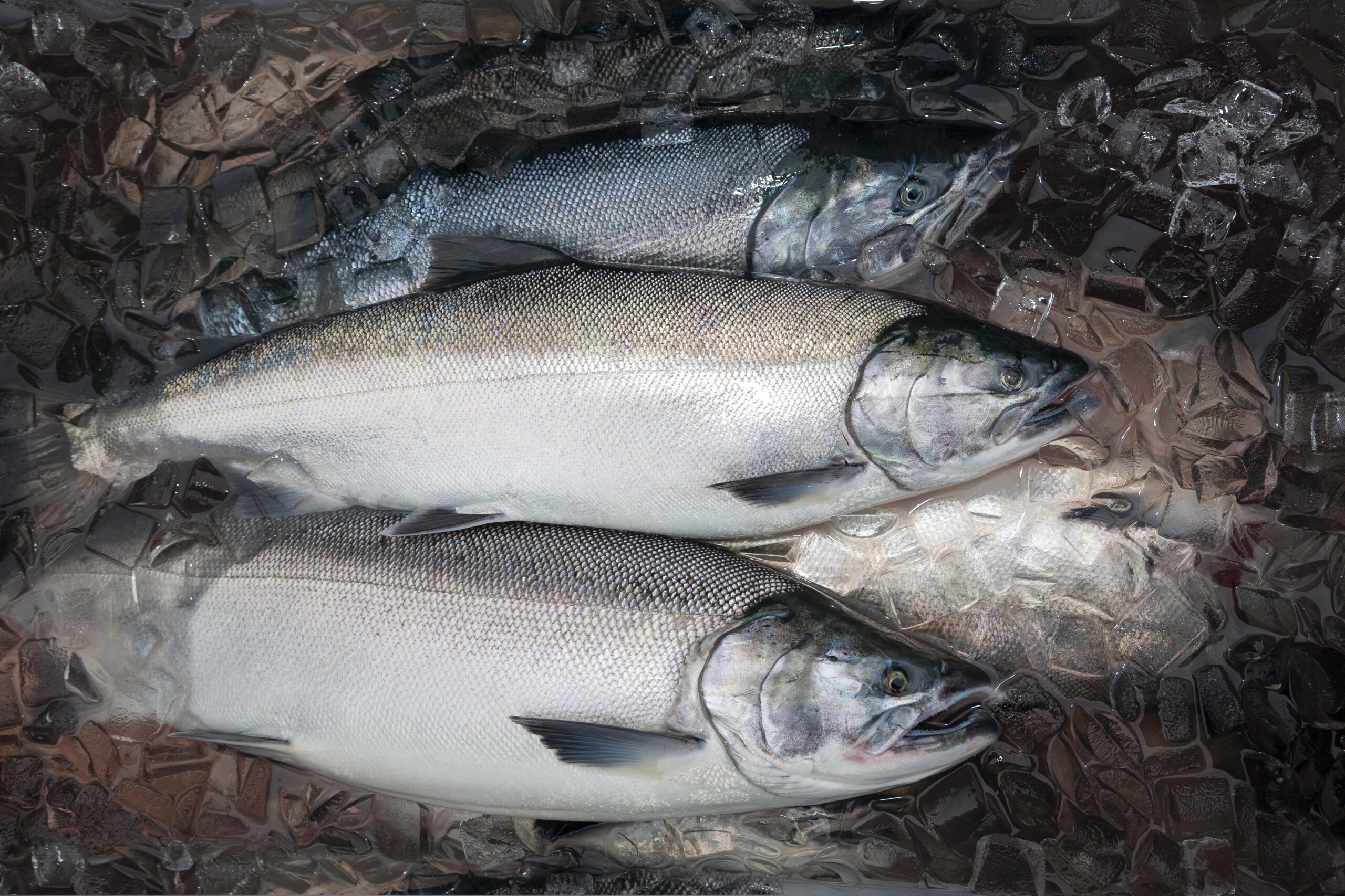 Silver or Coho salmon in Alaska freshly caught and staying fresh
